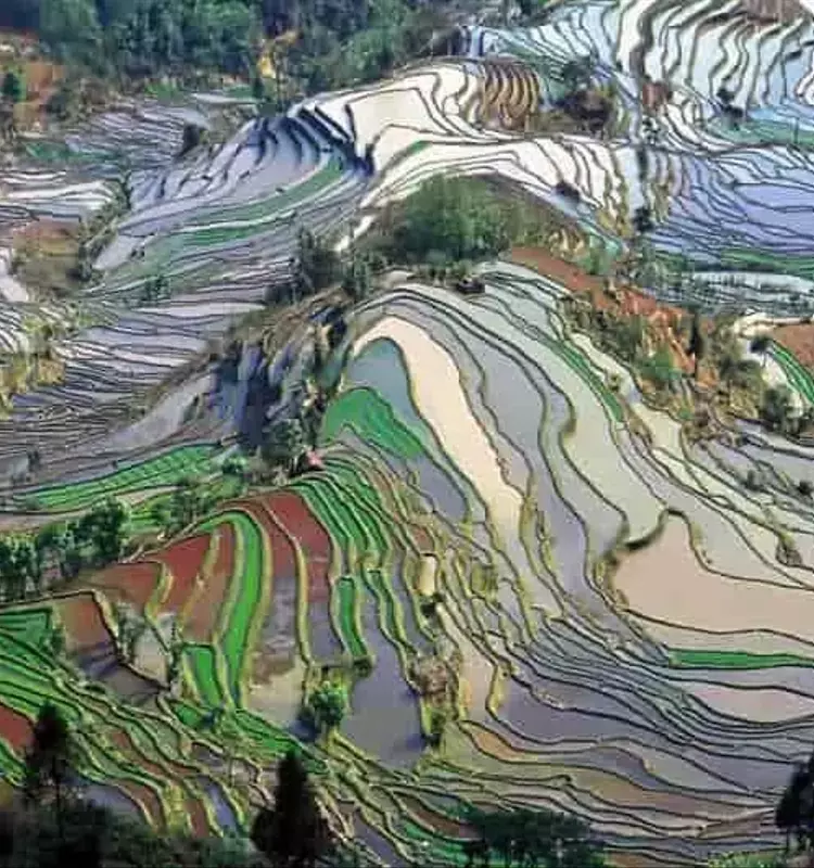 Arroz: Desafíos Térmicos y Adaptación ante el Calentamiento Global