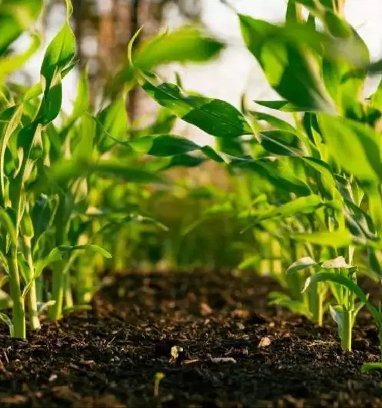 La Agricultura Regenerativa: Un Impulso Sostenible Más Allá de la Tendencia