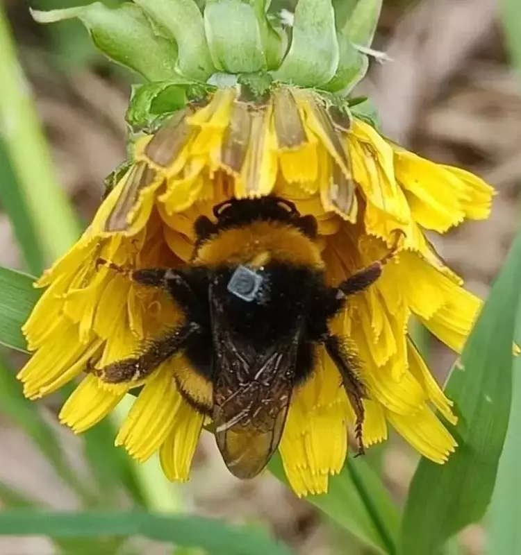 Insecticidas Domésticos Desorientan a los Abejorros: Un Peligro Oculto para la Polinización