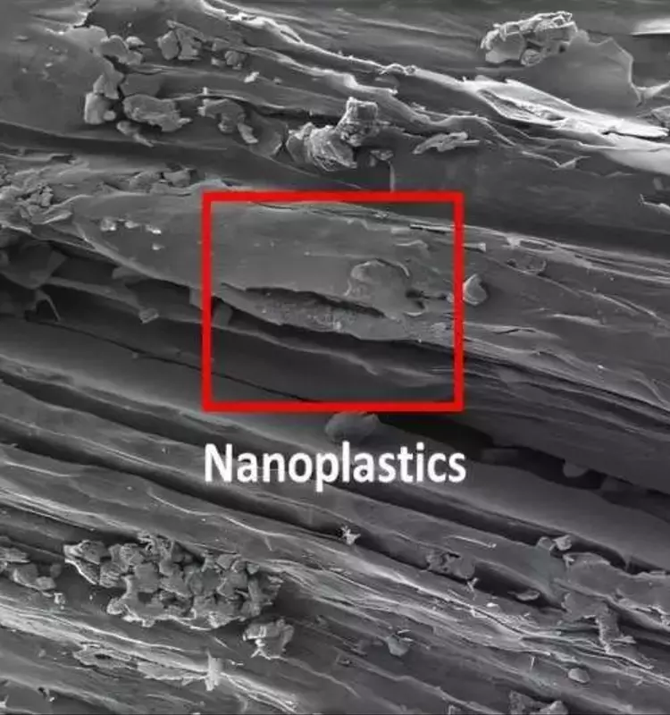 Microplásticos en Suelos Agrícolas: Amenaza Silenciosa para Cultivos y Seguridad Alimentaria