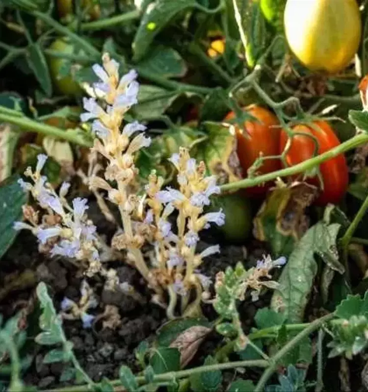 Nueva Amenaza Agrícola: La Expansión de la Zarazija en Cultivos de Tomate en California