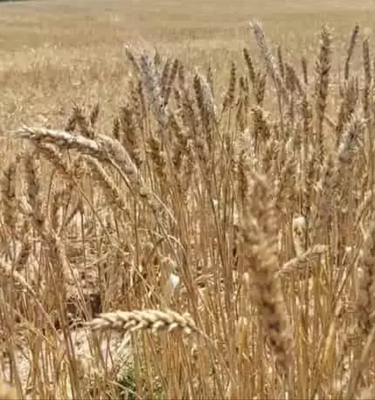 Innovación Agrícola: Nuevas Variedades de Trigo para Reducir la Dependencia de Fertilizantes en África