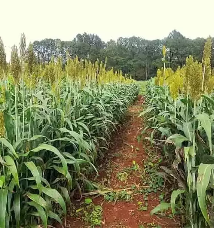 Sorgo: Alternativa Clave para Impulsar la Ganadería en Argentina
