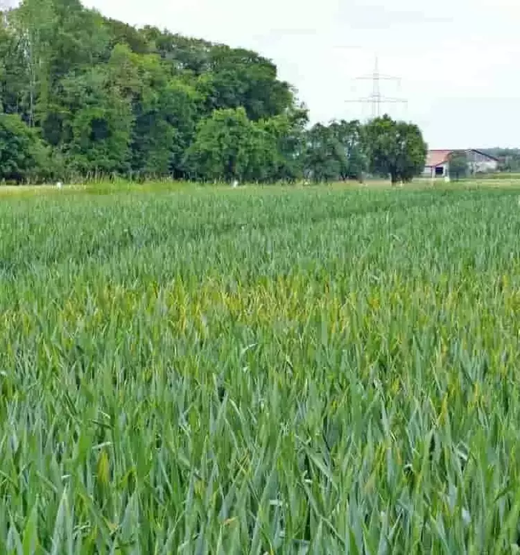 Estrategias de Control de Enfermedades Fúngicas en Cultivos de Cereales