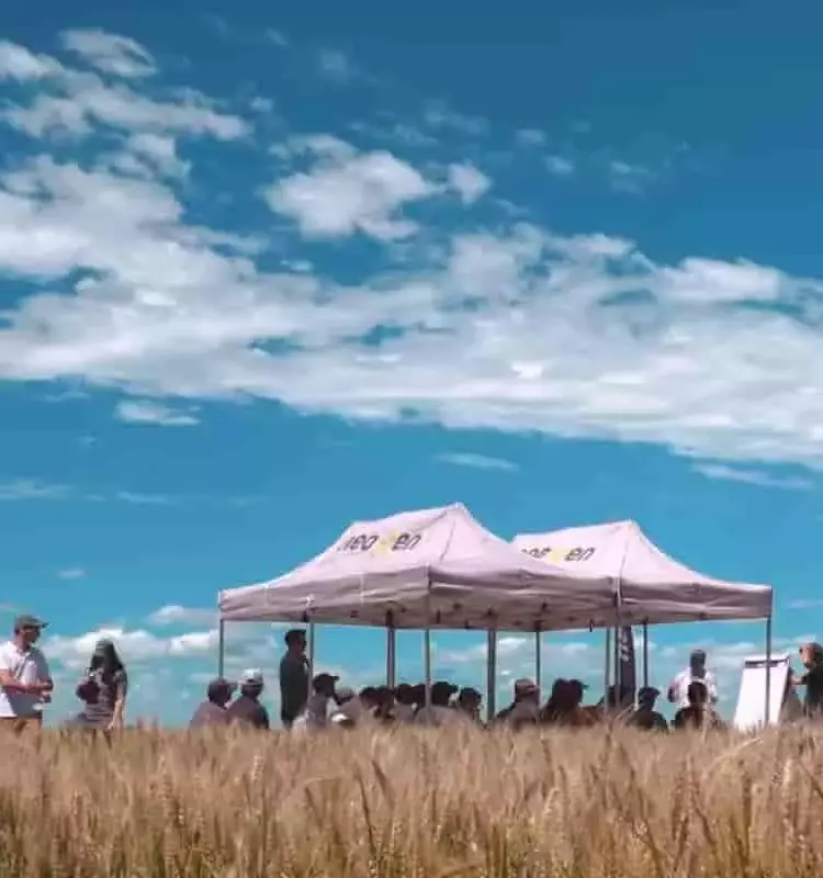 Maximizando la Rentabilidad del Trigo en Argentina: Estrategias ante Márgenes Ajustados