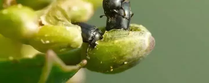 Descubren Avispas Parasitoides: Una Nueva Esperanza para el Control de Plagas en el Cultivo de Colza