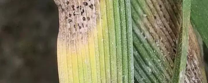 Manejo de Enfermedades del Trigo: Adaptación Estratégica ante la Incertidumbre Climática