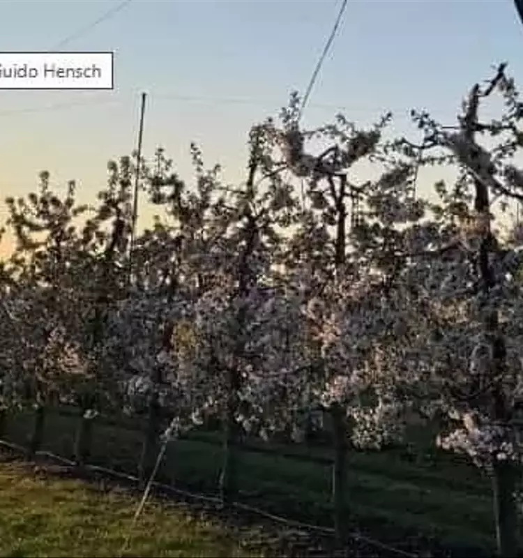 Temperaturas bajo cero amenazan la producción frutal en Sajonia-Anhalt