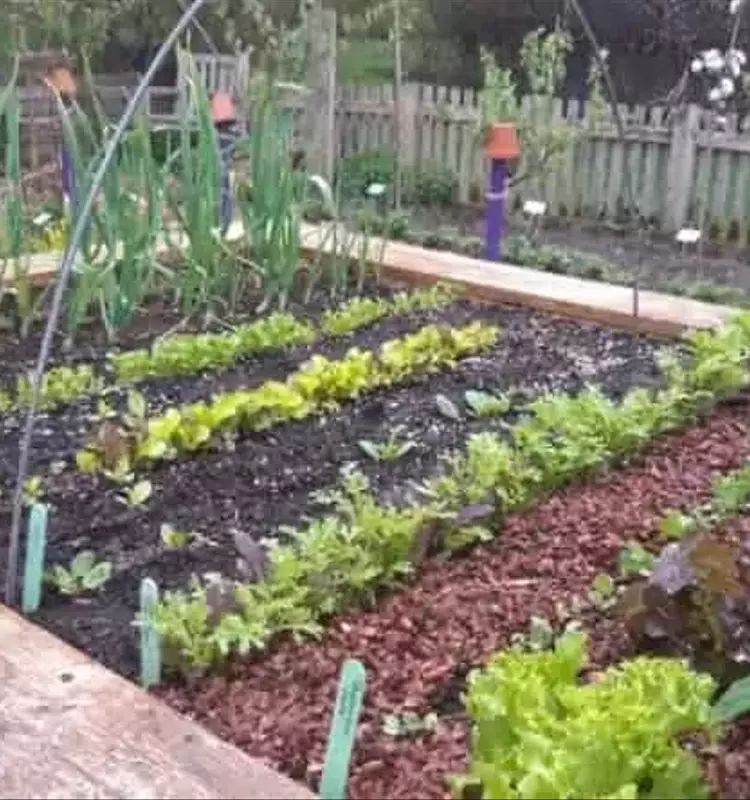 Cultivo invernal en bancales elevados: desafío al frío primaveral