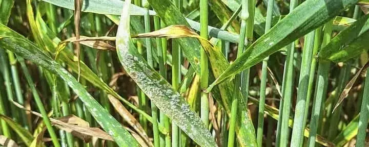 Estrategias de Fungicidas para Centeno y Triticale: Un Enfoque Adaptativo
