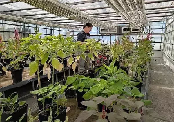 El Amaranto: Una Prometedora Alternativa Agrícola en Castilla y León