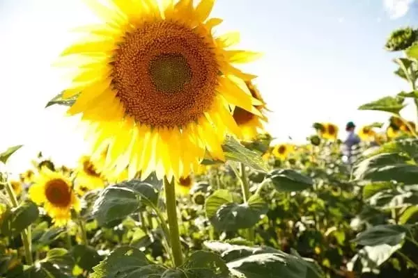 La revitalización del girasol remodela el paisaje agrícola argentino