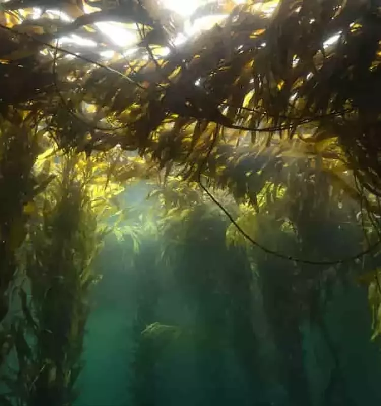 Innovación Marítima: El Cultivo de Algas Transforma la Agricultura en la Patagonia