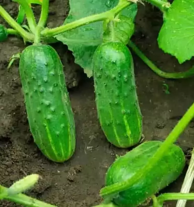 Mejora el Crecimiento y la Producción de Pepinos: El Secreto del Agua de Riego Nutritiva