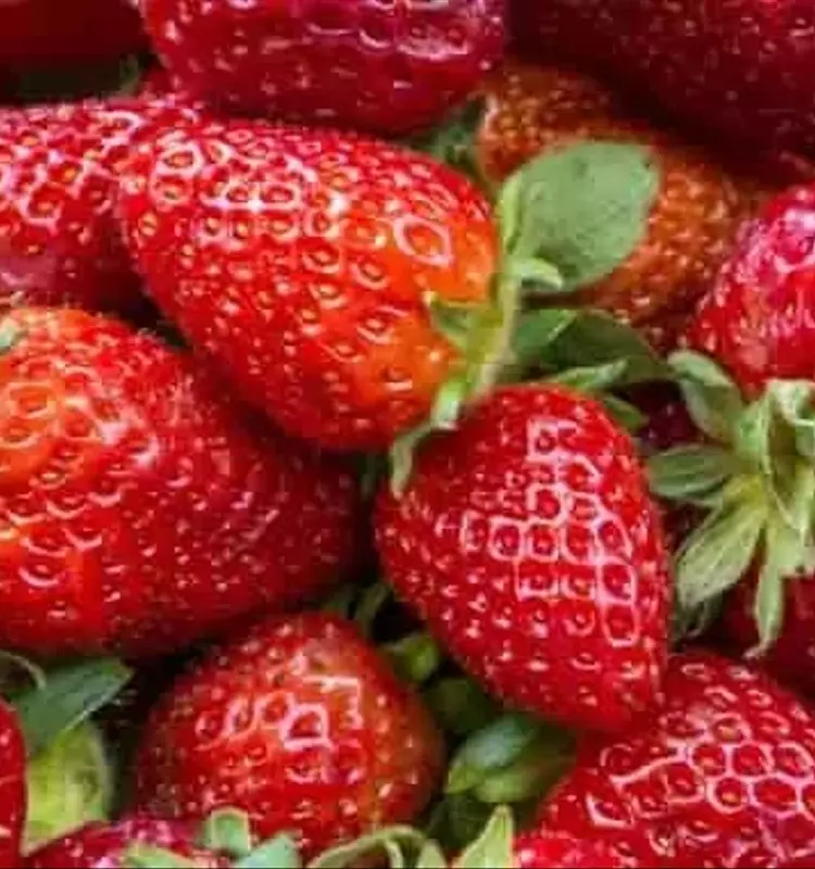 Maximización de la Cosecha de Fresas: Estrategias de Manejo Primaveral para un Rendimiento Óptimo