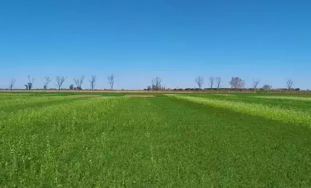 Mejora del Rendimiento del Maíz: El Poder de los Cultivos de Cobertura con Leguminosas