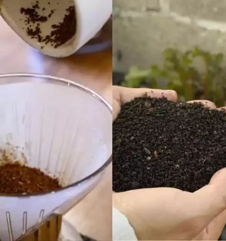 Uso de posos de café como fertilizante: consideraciones para un crecimiento vegetal óptimo