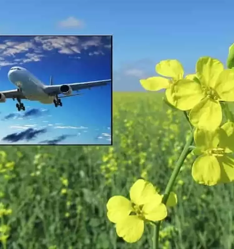 Crucíferas: La Cosecha de Invierno que Impulsa la Energía Renovable en Argentina