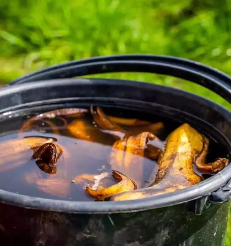 Cáscaras de Plátano Potencian el Crecimiento de Cultivos