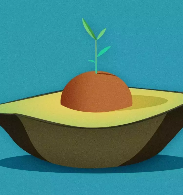 De la cocina al huerto: Guía esencial para cultivar un aguacate en casa sin fallar en el intento