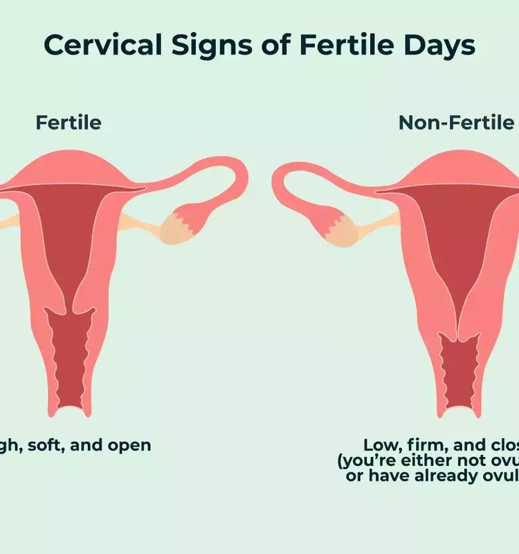 Understanding Your Cervix: A Guide to Self-Examination