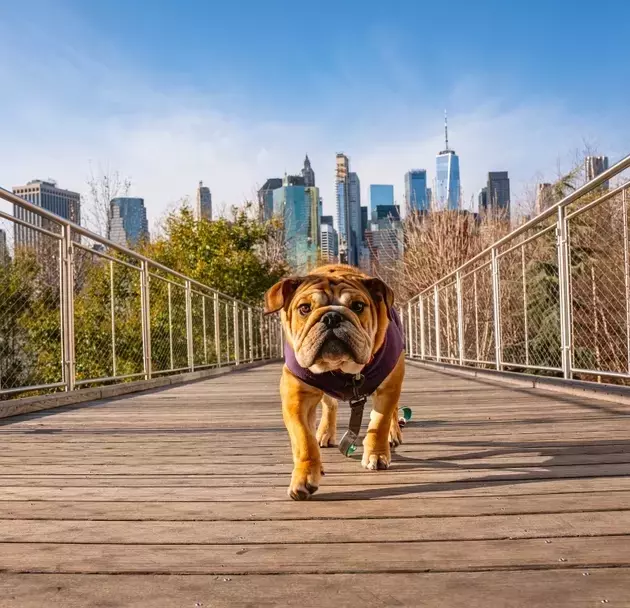 Verizon: The Lone 'Dog of the Dow' Dividend Champion