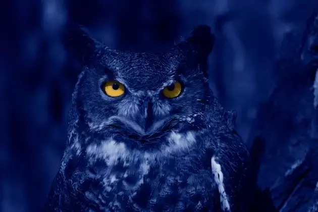 Blue Owl Capital: Unwavering Growth Amidst Market Skepticism