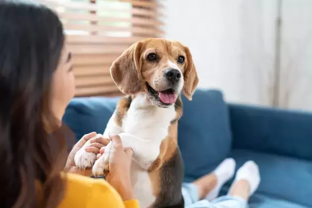 Central Garden & Pet Company: A Promising Investment Opportunity