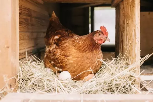 Vital Farms Faces Pricing Power Uncertainty Amidst Disappointing Quarter