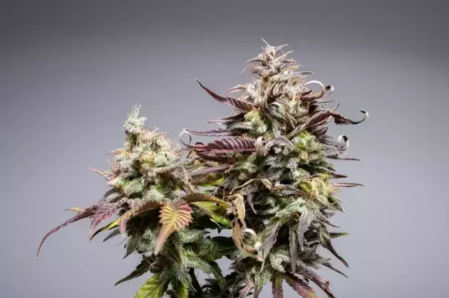 Cronos Group Achieves Record Revenue, Driven by Global Cannabis Sales
