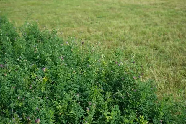 Itafos: A Cautious Investment in Phosphate Fertilizer Amidst Market Fluctuations