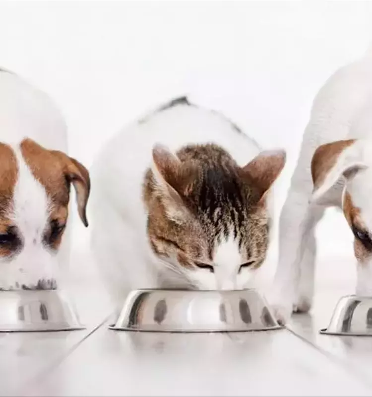 Nutriment Company Expands German Foothold with Dual Pet Food Acquisitions