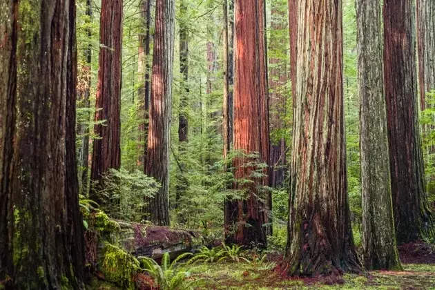 Redwood Trust: Re-evaluating Preferred Shares Amidst Rising Rates
