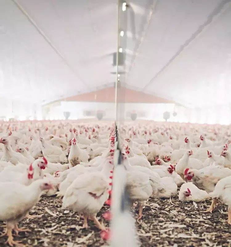 MBRF Global Foods: Navigating Headwinds and Opportunities in the Global Food Market