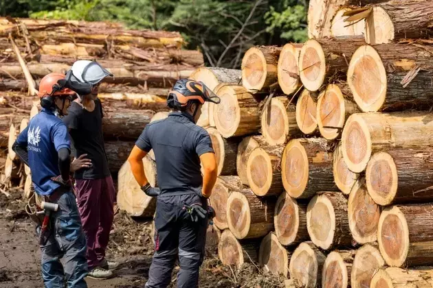 Weyerhaeuser: Navigating the Downturn and Future Prospects