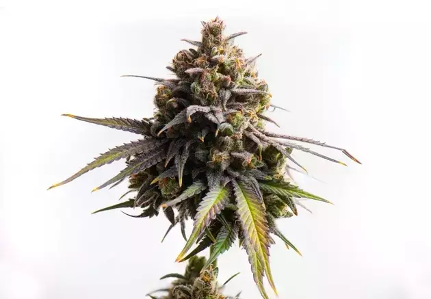 Curaleaf's Growth and Cannabis Market Shifts