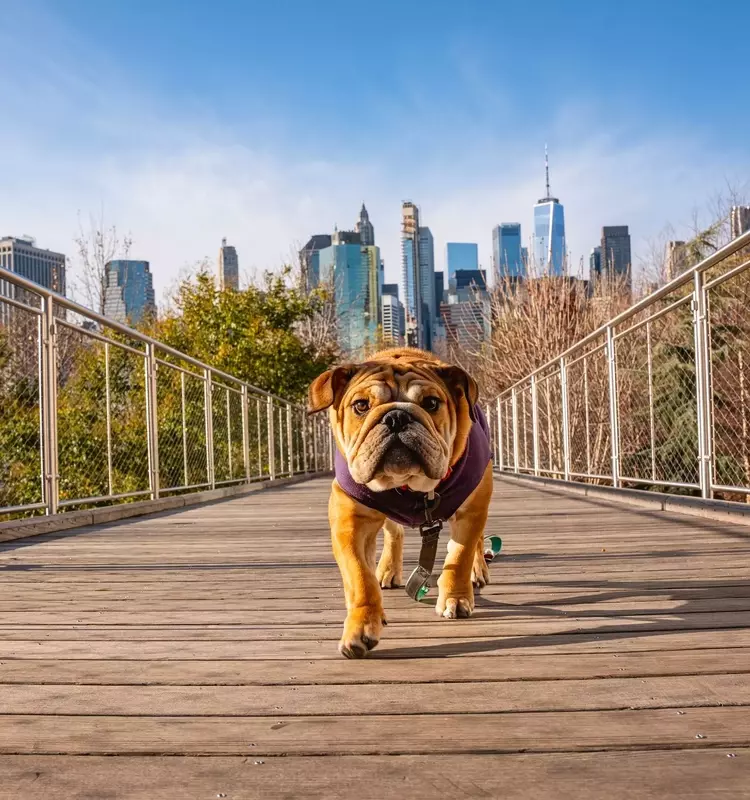 June's Top Dividend Dog: Verizon's Enduring Value