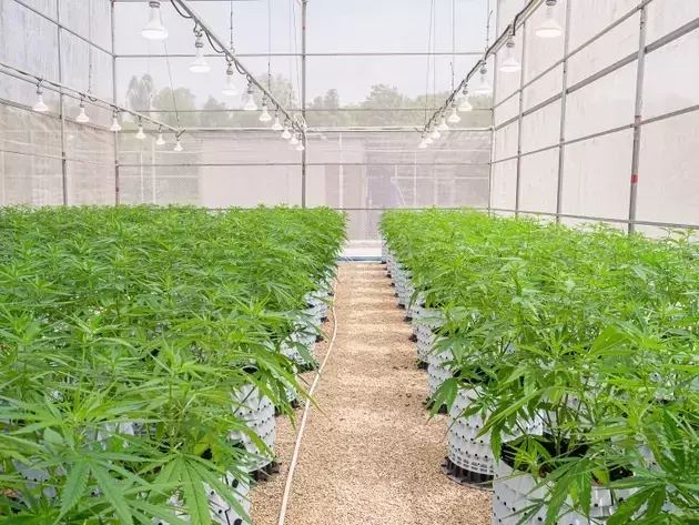 Cannabis Regulatory Shift Presents Undervalued Opportunity for IIPR