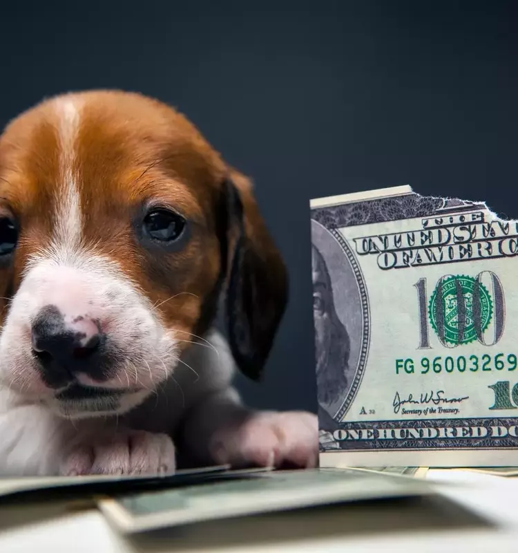 Navigating Inflation: Beyond the Headline Numbers