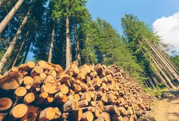 Rayonier: Post-Merger Prospects, Synergies, and Land Value Appreciation in Timberland REITs