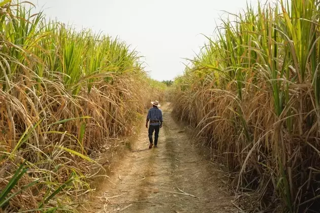 Adecoagro: From Harvest to Patience, a New Chapter Unfolds