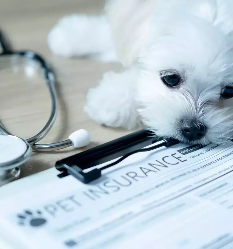 Pet Insurance Industry Achieves Record Growth in Q1