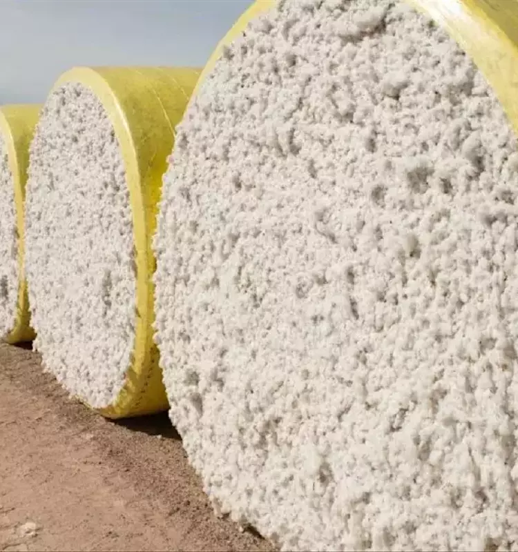 Global Cotton Trade Projected to Expand Significantly by 2028/29 Amidst Market Complexities