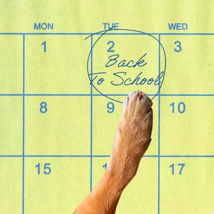 Preparing Your Canine Companion for the Back-to-School Transition