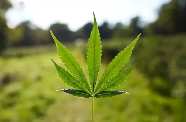 NewLake Capital: Strong Prospects in the Cannabis REIT Sector