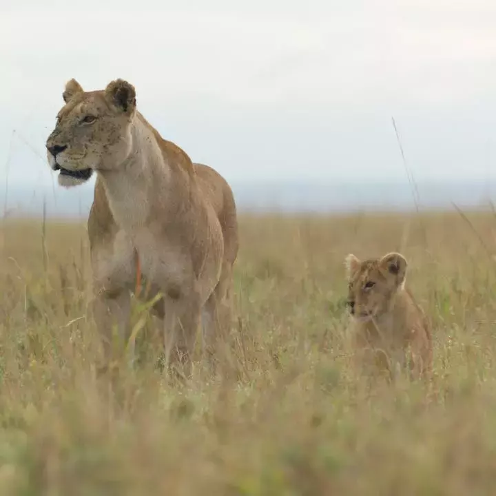 National Geographic's "Lion" Chronicles a Cub's Remarkable Journey