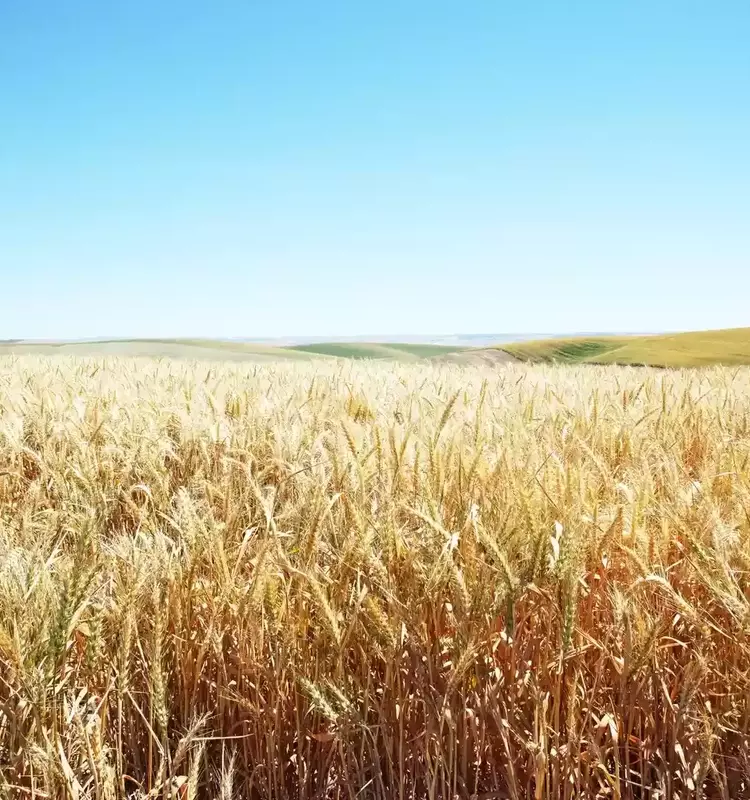 Understanding Tradable Commodities: Basics, Drivers, and Trading