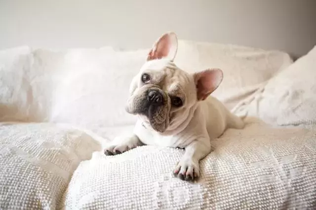 The Enigmatic Head Tilt: Unraveling Your Dog's Adorable Gesture
